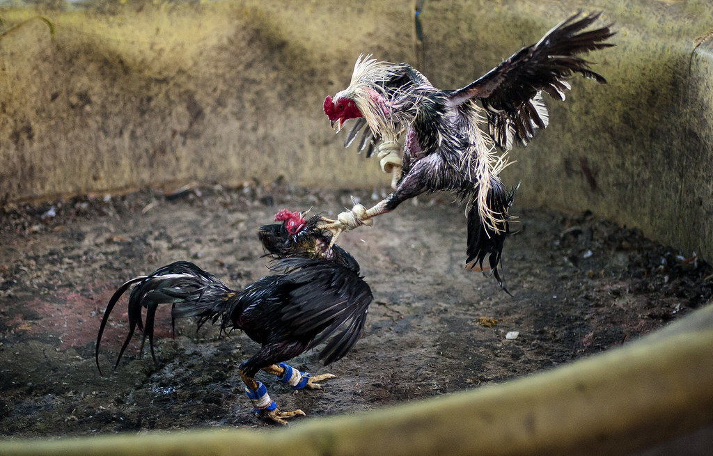 Arena Sabung Ayam