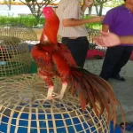 Melatih Ayam Aduan untuk Meningkatkan Stamina (1)