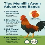 Tips Memilih Ayam Aduan yang Bagus